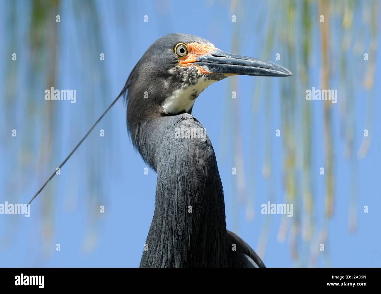 Grey morph egret hi-res stock photography and images - Alamy