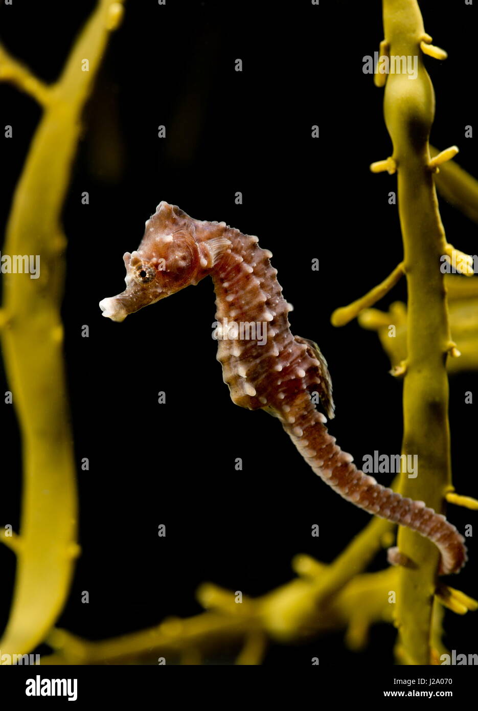 The short-snouted seahorse, Hippocampus hippocampus, is a species of seahorse in the family Syngnathidae. It is endemic to the Mediterranean Sea and parts of the North Atlantic, particularly around Italy and the Canary Islands. Colonies of the species have recently been discovered in the River Thames around London and Southend-on-Sea. Stock Photo