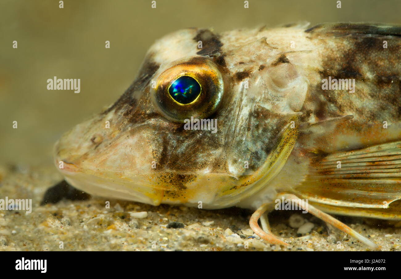 Grey gurnard (an economically important fish species) from the Belgian part of the North Sea Stock Photo