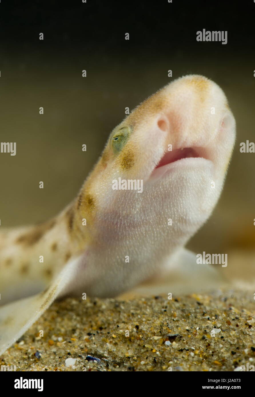 The small-spotted catshark or lesser spotted dogfish, Scyliorhinus canicula, is a cat shark of the family Scyliorhinidae found on the continental shelves and uppermost slopes off Norway and the British Isles south to Senegal, including the Mediterranean between latitudes 63Â° N and 12Â° N. Its length is up to 1 m and it can weigh more than 2 kg Stock Photo