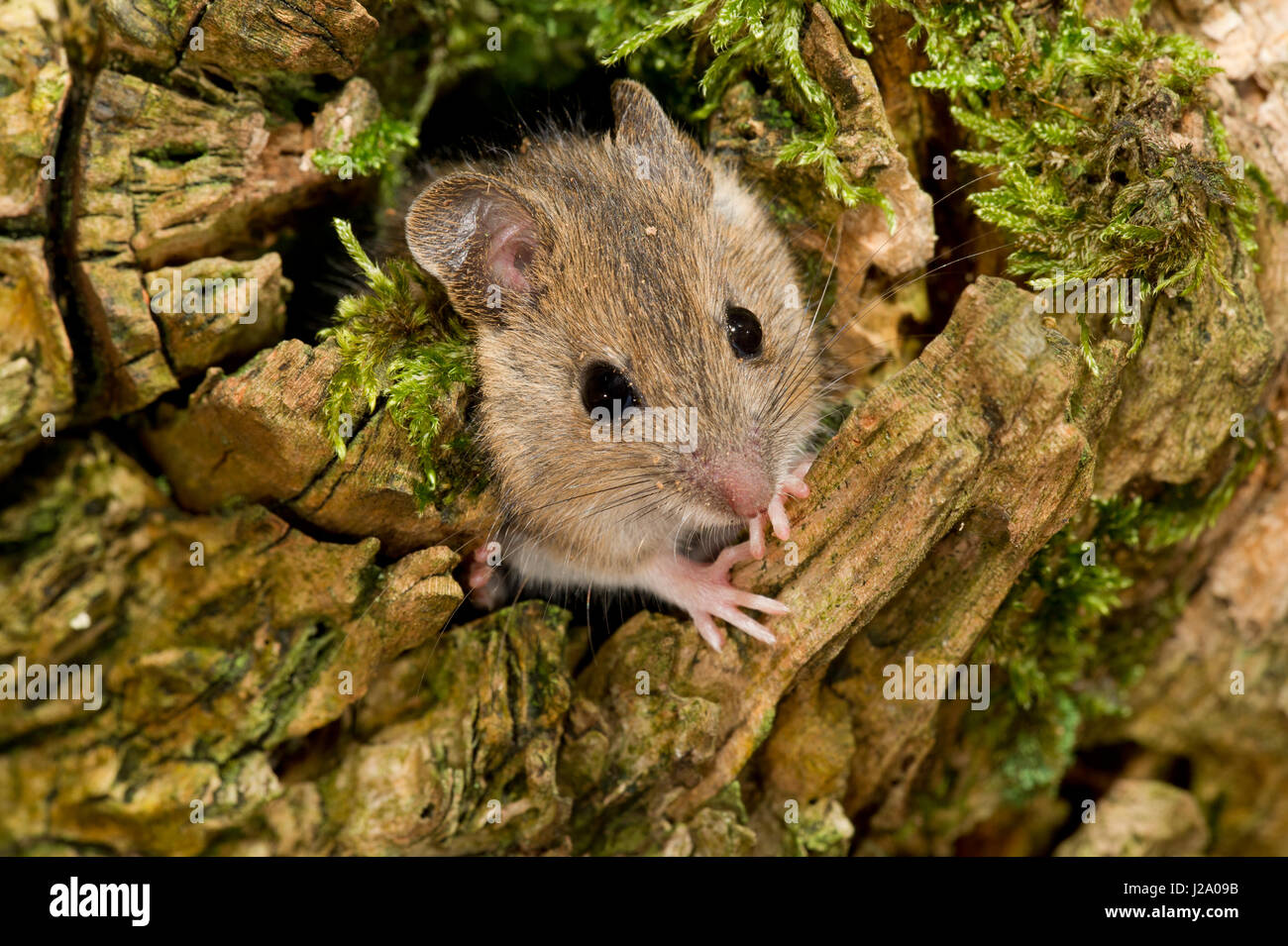 The wood mouse (Apodemus sylvaticus) is a common murid rodent from Europe and northwestern Africa. It is closely related to the yellow-necked mouse (Apodemus flavicollis) but differs in that it has no band of yellow fur around the neck, has slightly smaller ears, and is usually slightly smaller overall: around 90 mm in length. It is found across most of Europe and is a very common and widespread species, is commensal with people and is sometimes considered a pest. Stock Photo