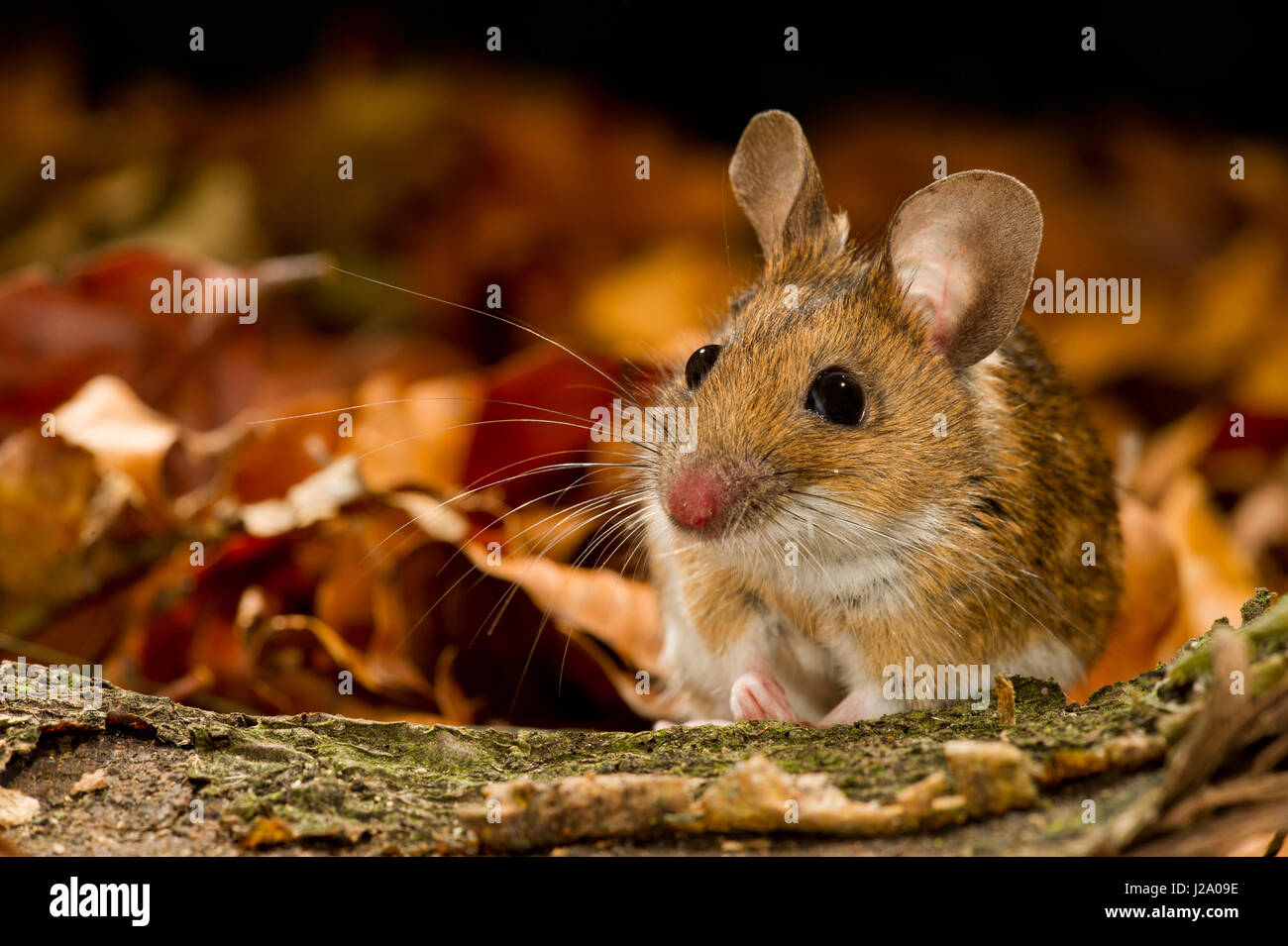 The Yellow-necked Mouse Apodemus flavicollis is closely related to the wood mouse, with which it was long confused, only being recognised as a separate species in 1894. It differs in its band of yellow fur around the neck and in having slightly larger ears and usually being slightly larger overall. Around 100mm in length, it can climb trees and sometimes overwinters in houses. It is found mostly in mountainous areas of southern Europe, but extends north into parts of Scandinavia and Britain. Stock Photo