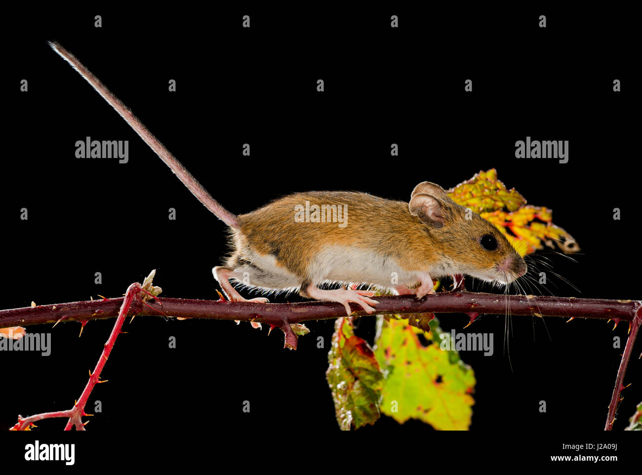 The wood mouse (Apodemus sylvaticus) is a common murid rodent from Europe and northwestern Africa. It is closely related to the yellow-necked mouse (Apodemus flavicollis) but differs in that it has no band of yellow fur around the neck, has slightly smaller ears, and is usually slightly smaller overall: around 90 mm in length. It is found across most of Europe and is a very common and widespread species, is commensal with people and is sometimes considered a pest. Stock Photo