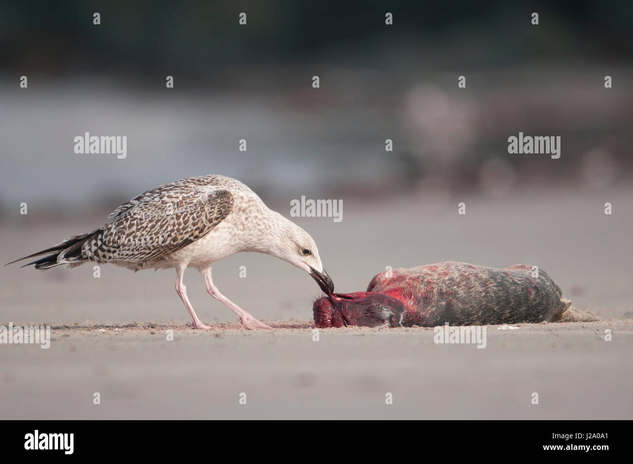 Great Blackbacked Gull eating Grey seal pup Stock Photo Alamy