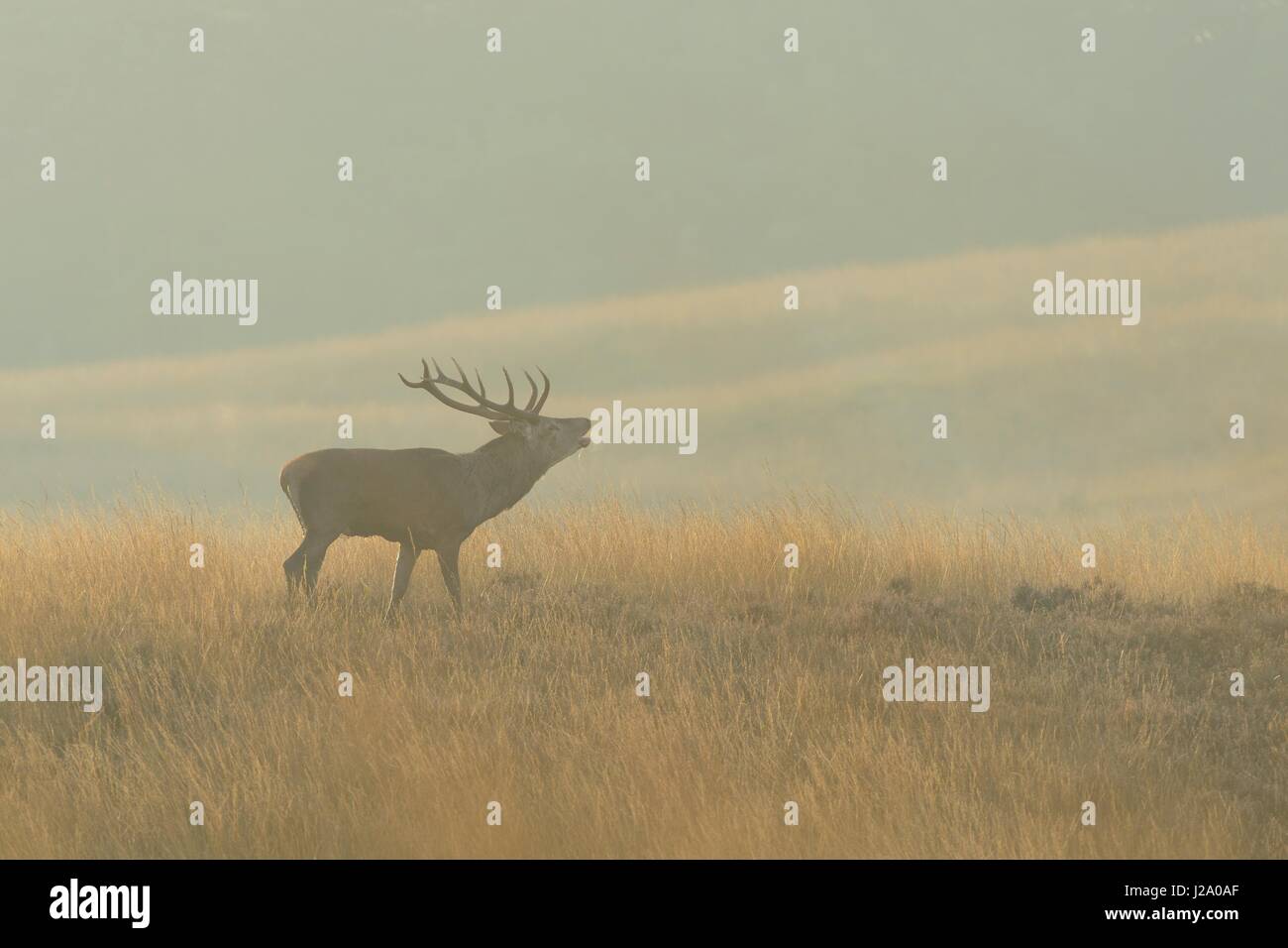 Rutting red deer in long grass Stock Photo
