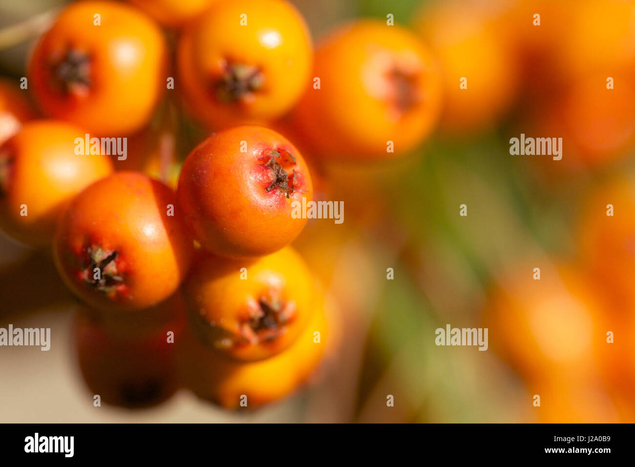 The orange berries of the firethorn Stock Photo