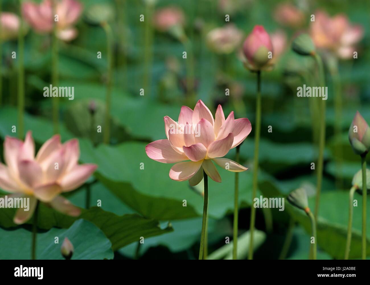 Sacred Lotus flowering Stock Photo