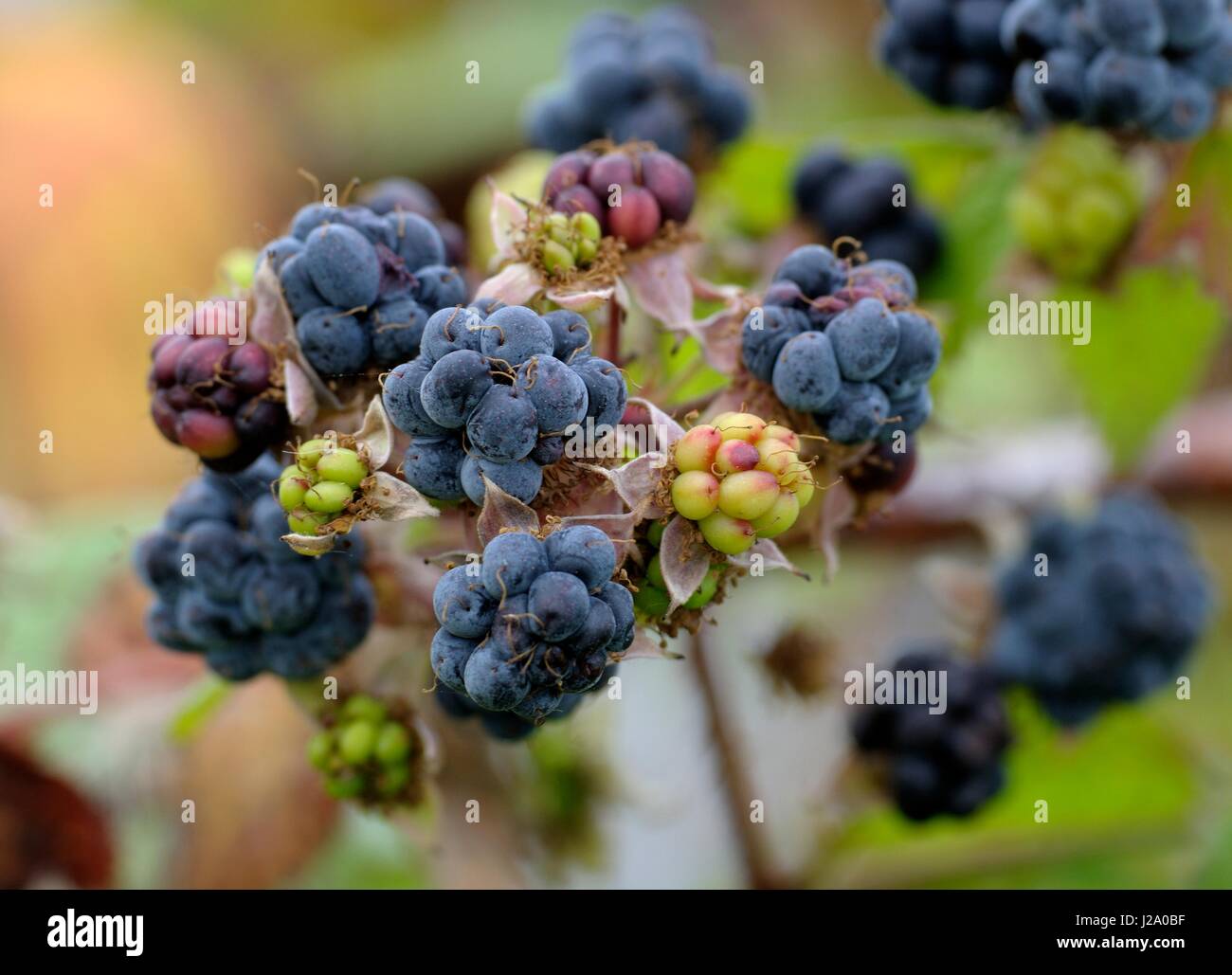 Dewberry fruit in close-up Stock Photo