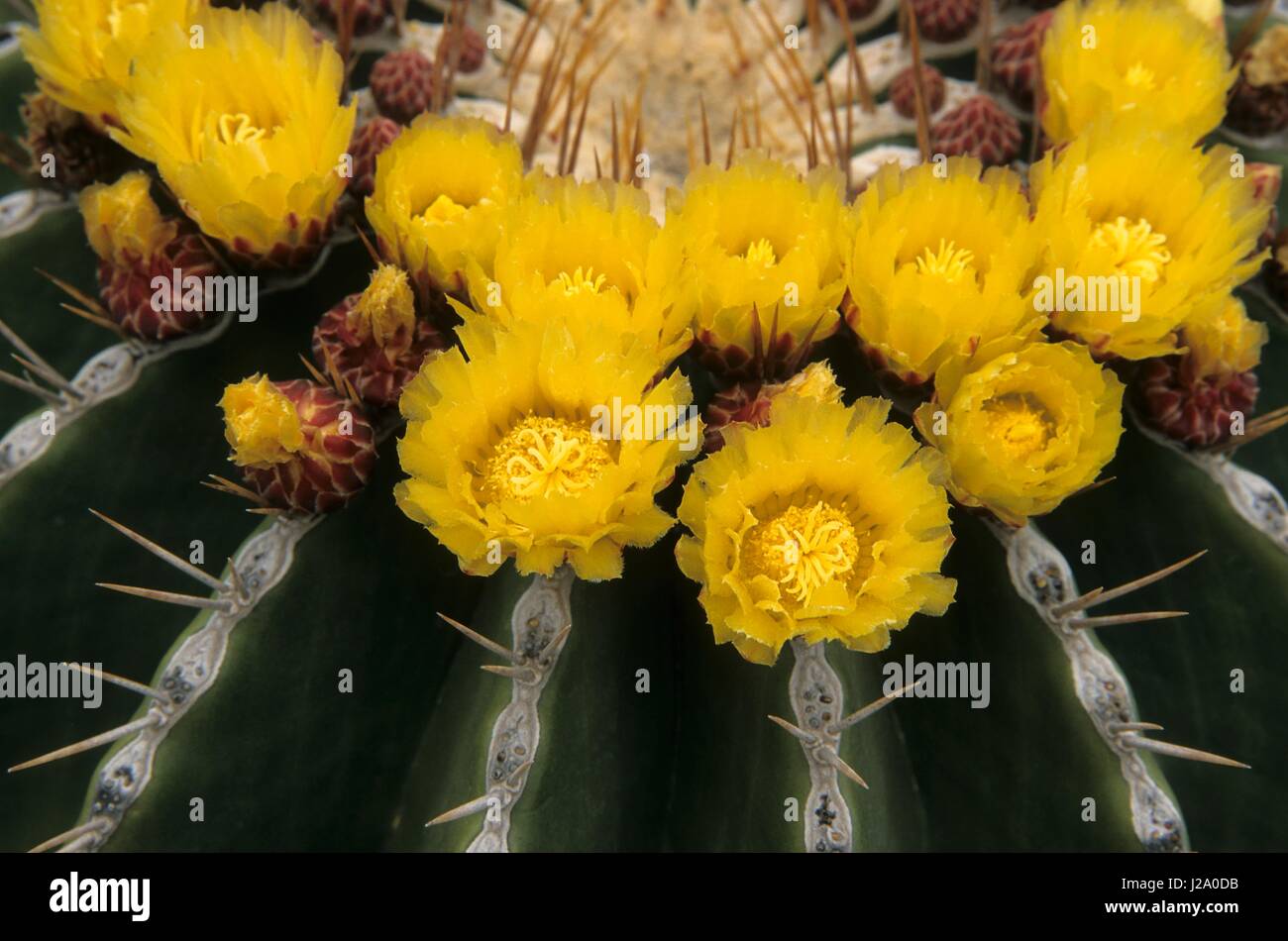 Close-up image of a flowering Echinocactus platyacanthus Stock Photo