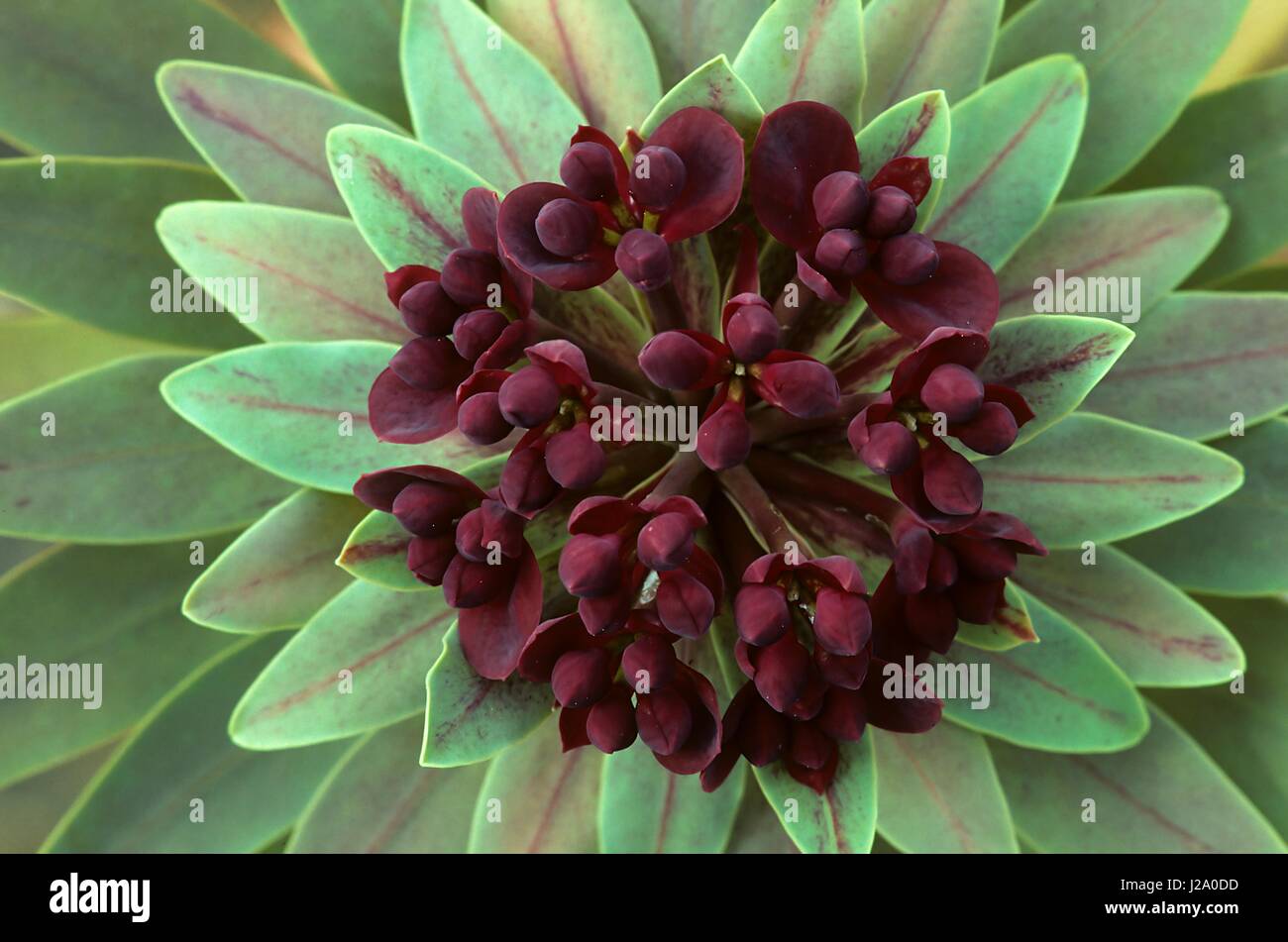 Purple Flowered Spurge flowers in close-up Stock Photo