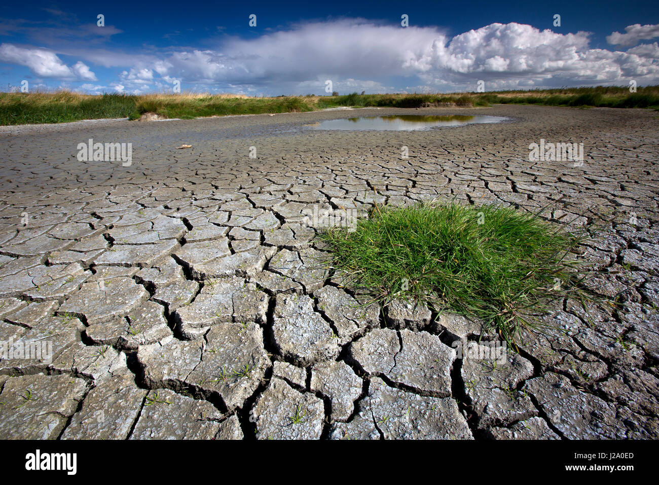 Peaty And Marshy Soil