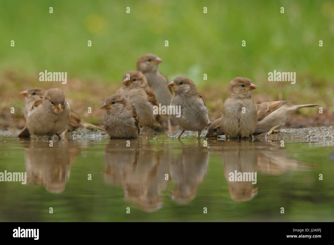 A group of young tree sparrows take a bath Stock Photo