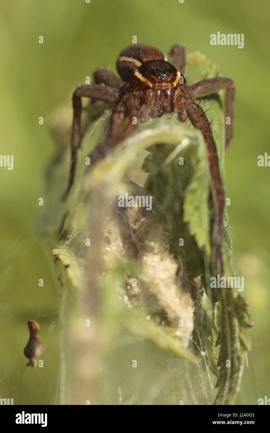 A great raft spider protects her web with her eggs Stock Photo