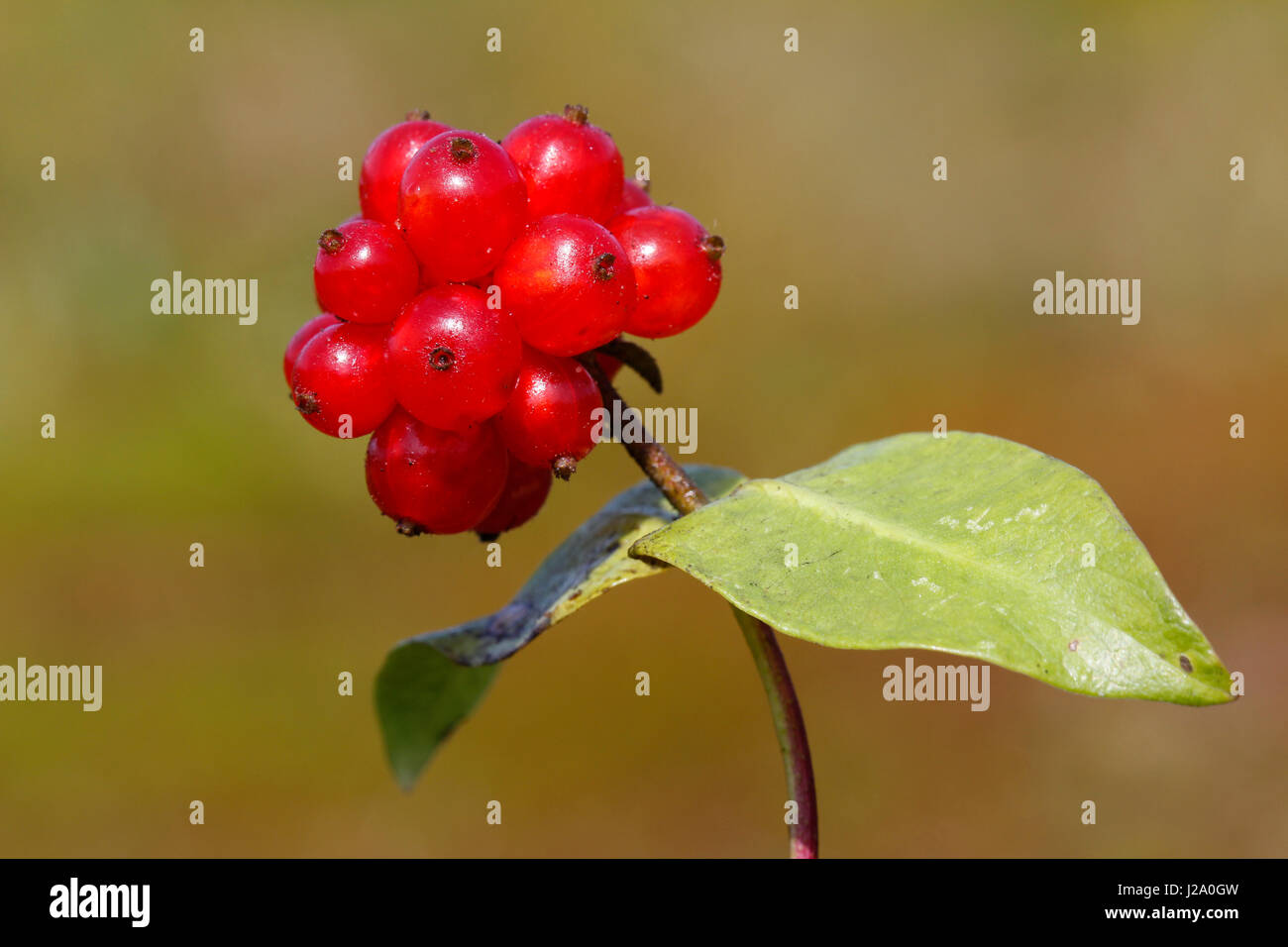Often the berries of the Common honeysuckle are already ripe in the summer. Stock Photo