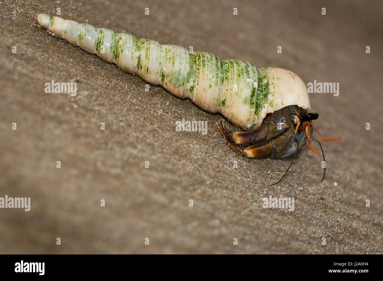 Macro picture of a Land Hermit crab on the beach of Borneo, Sarawak Stock Photo