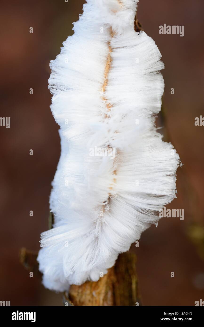 Frost flower is formed on cold mornings when it's almost zero degrees celcius and the humidity from the dead wood is pressed outside and gets frozen Stock Photo