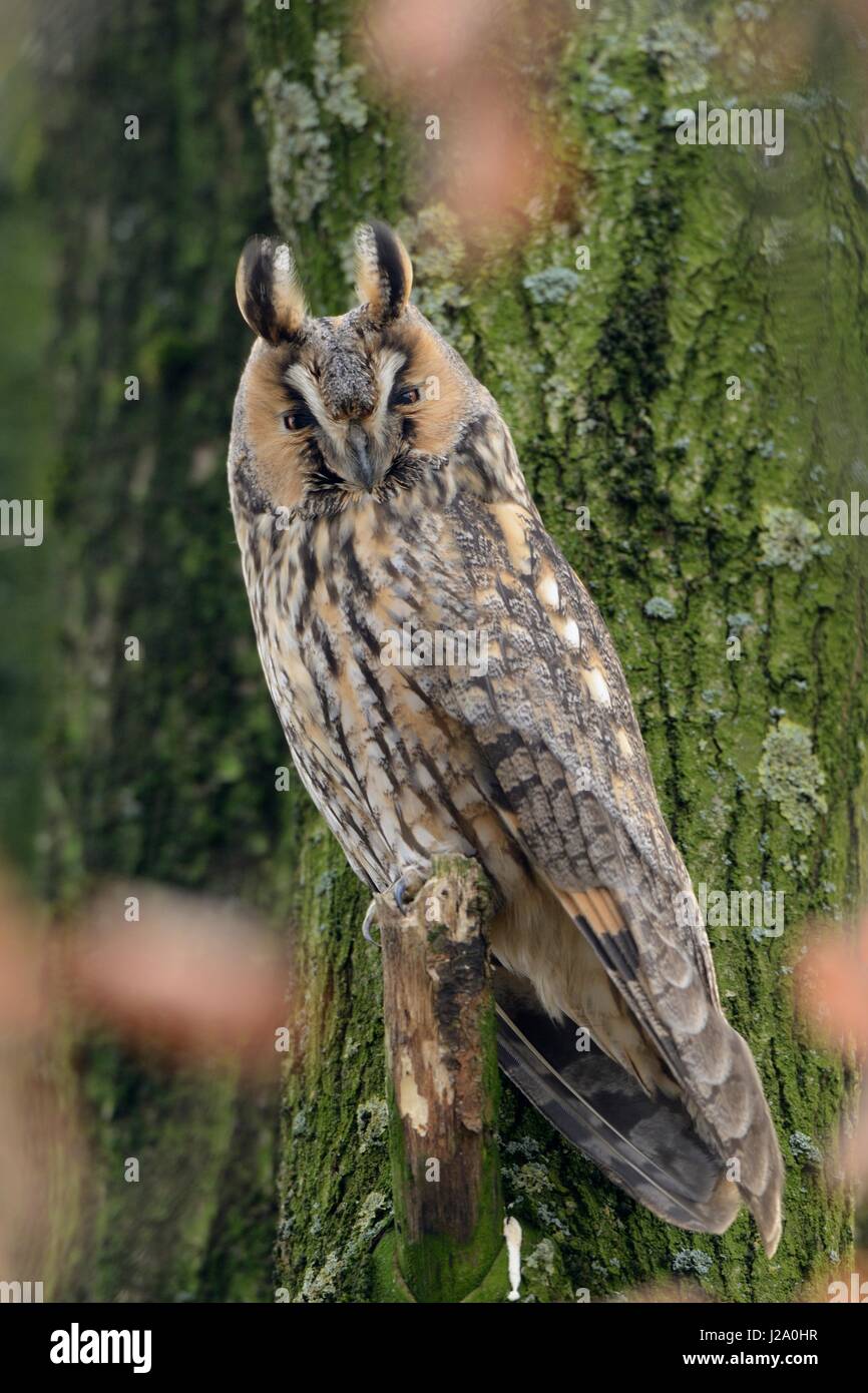 Long-eared Owl perched in deciduous tree Stock Photo