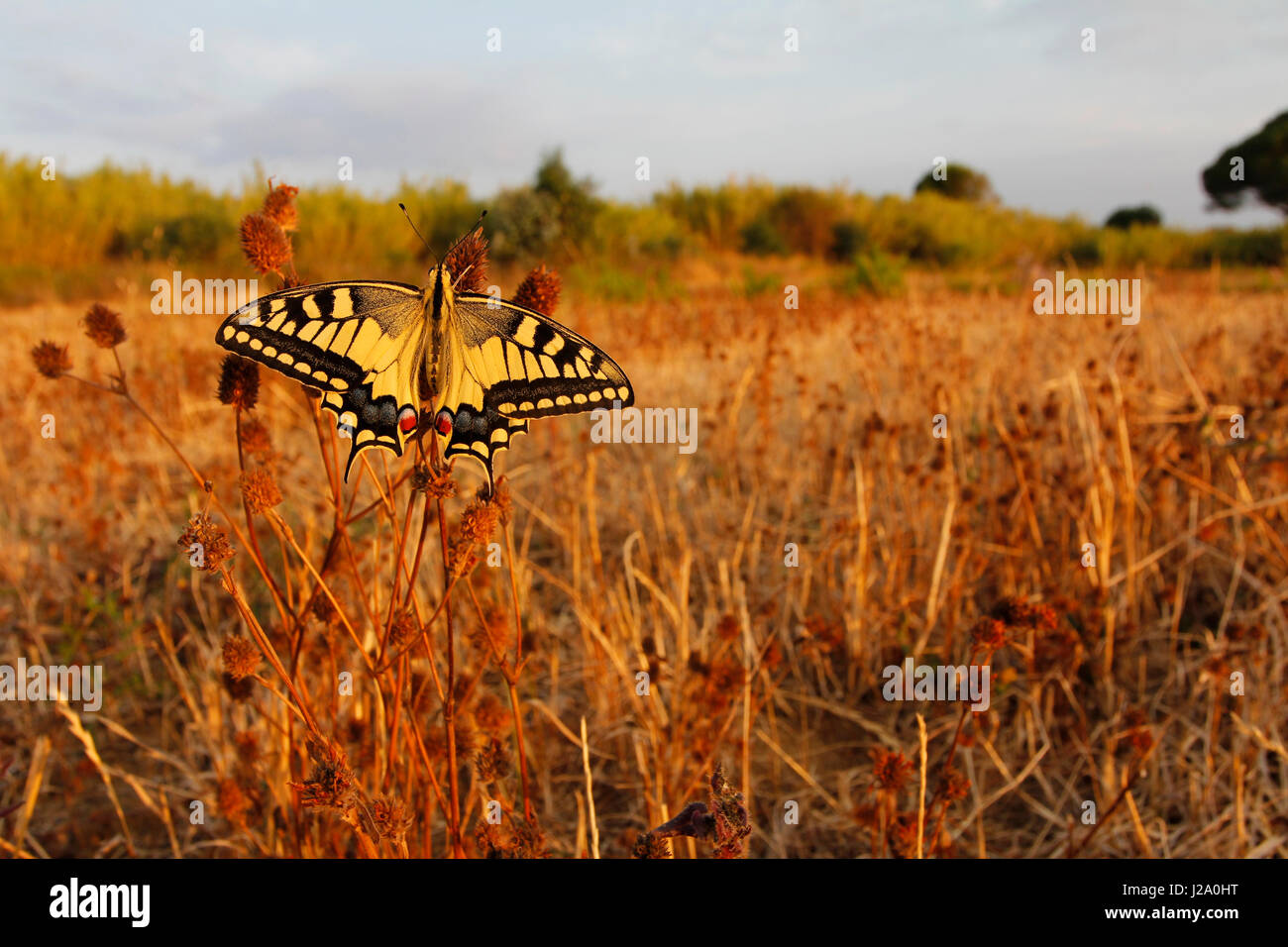 a Old World Swallowtail warms up in the morning sun. Stock Photo