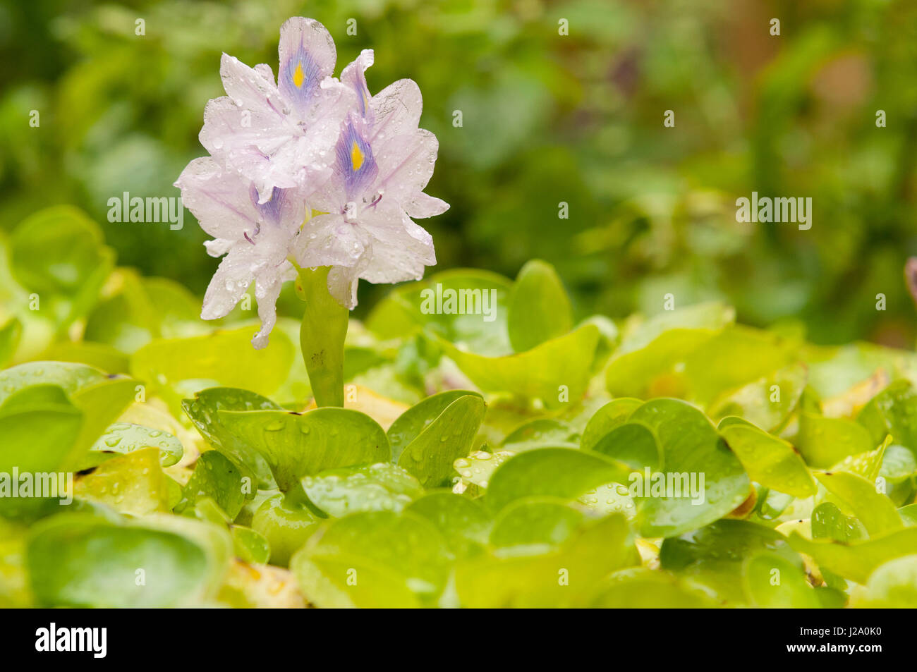 Flowering Common water hyacinth Stock Photo Alamy