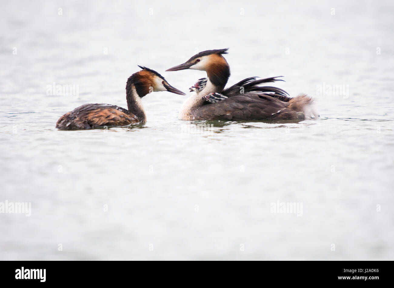 Two young Great Crested Grebes are fed with a little fish Stock Photo