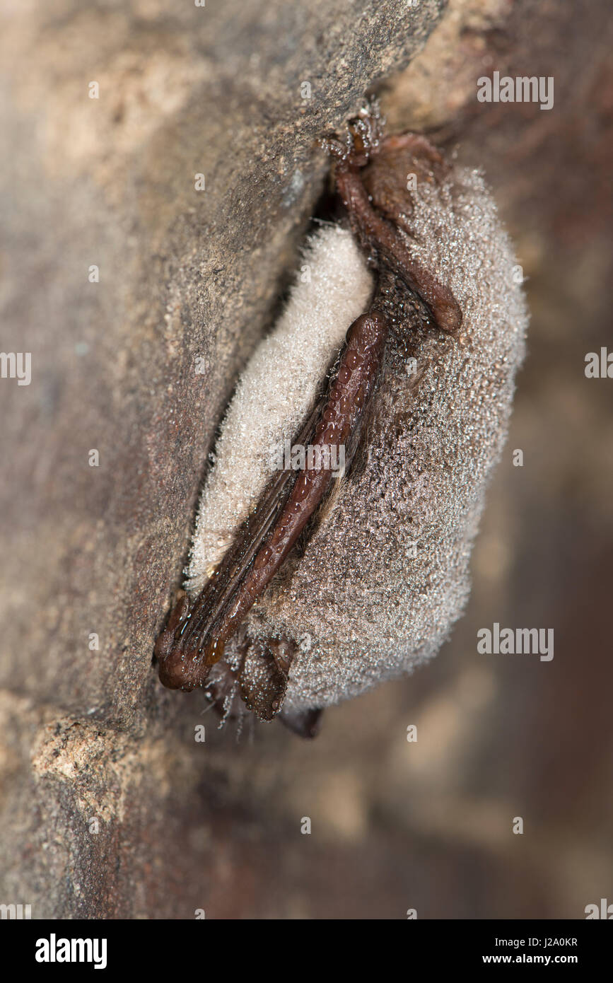 Lump Nosed Bats High Resolution Stock Photography and Images - Alamy