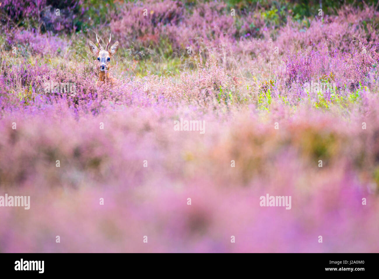 roe deer buck in flowering heathland Stock Photo