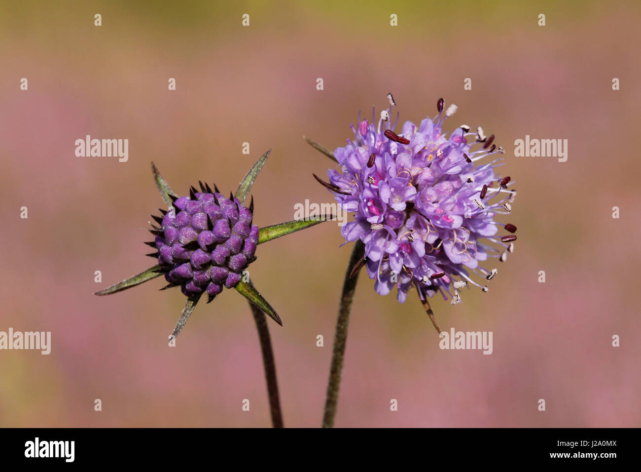 The flowers and buds of the Devil's-bit Scabious have a beautiful lila and blue-purple colour. Stock Photo