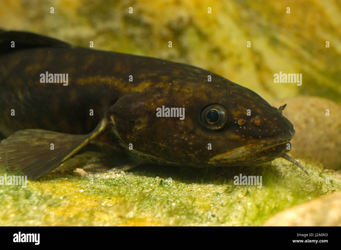 Burbot in close-up Stock Photo