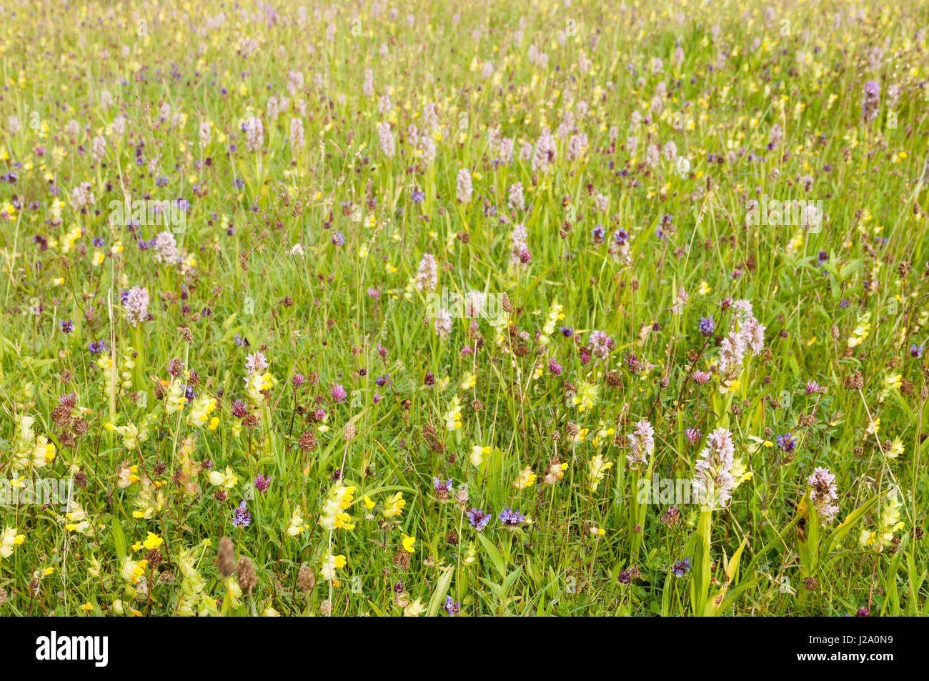 Grassland filled with flowering early marsh orchids Stock Photo