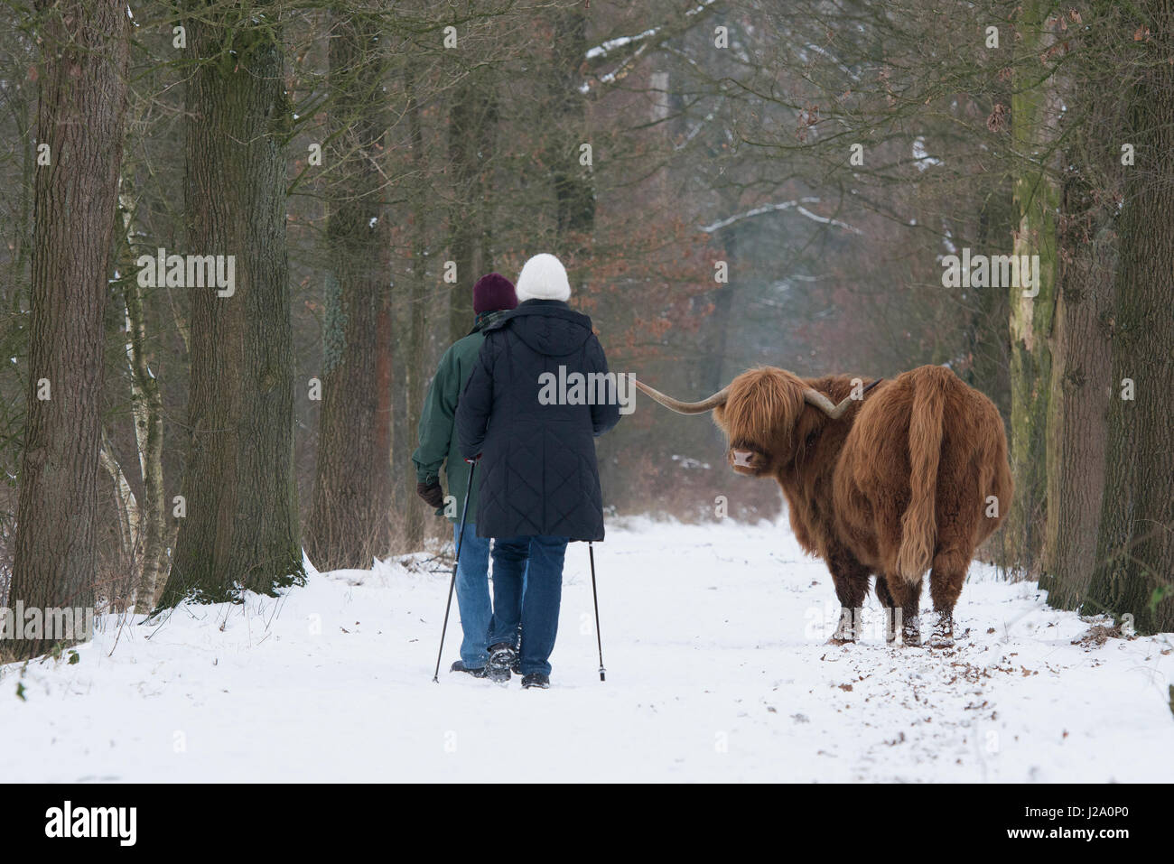 Two hikers meet a Highland cow on their path Stock Photo