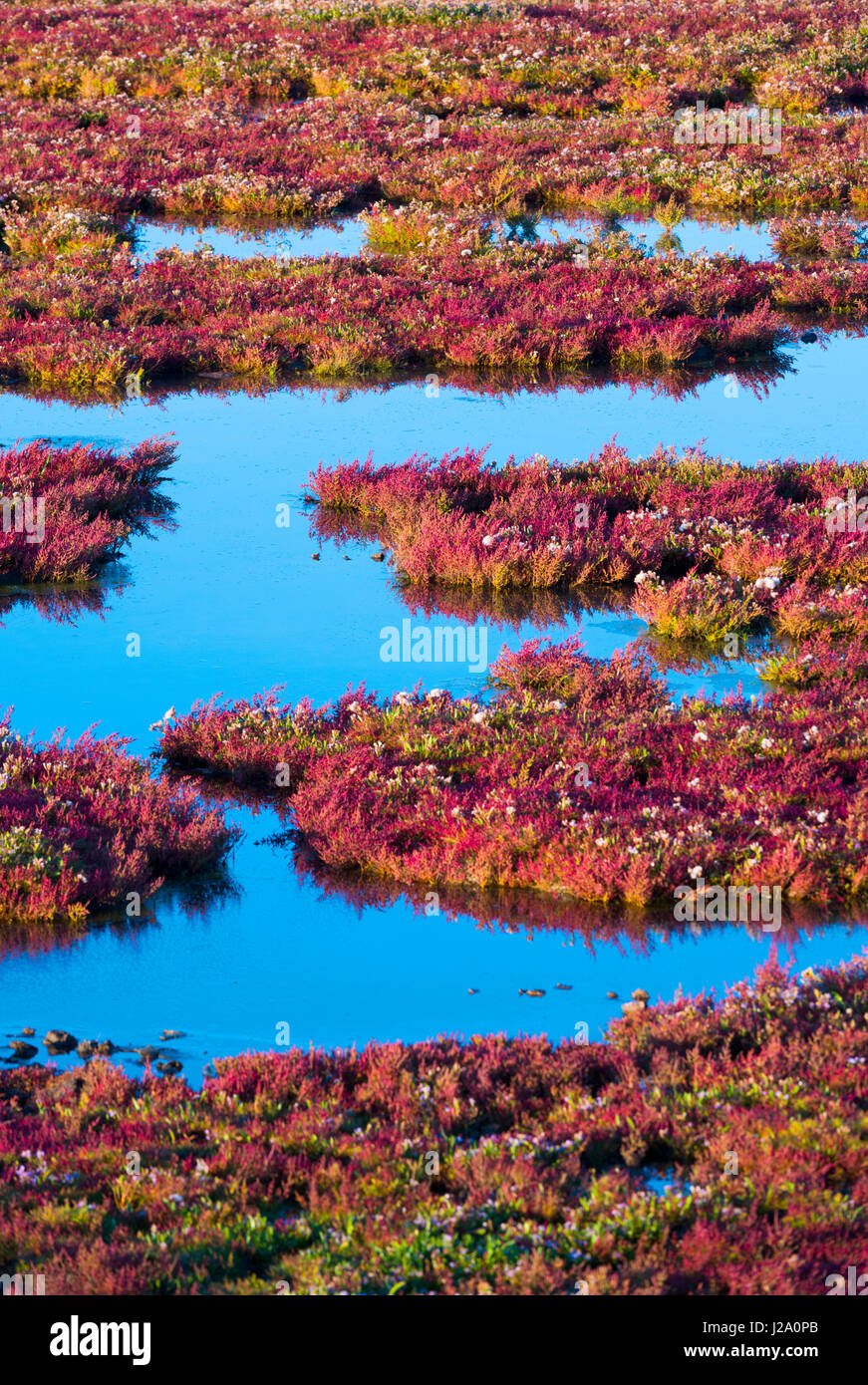 saltmarsh in the Oosterschelde national park in october with sea aster and red glasswort at sunrise Stock Photo