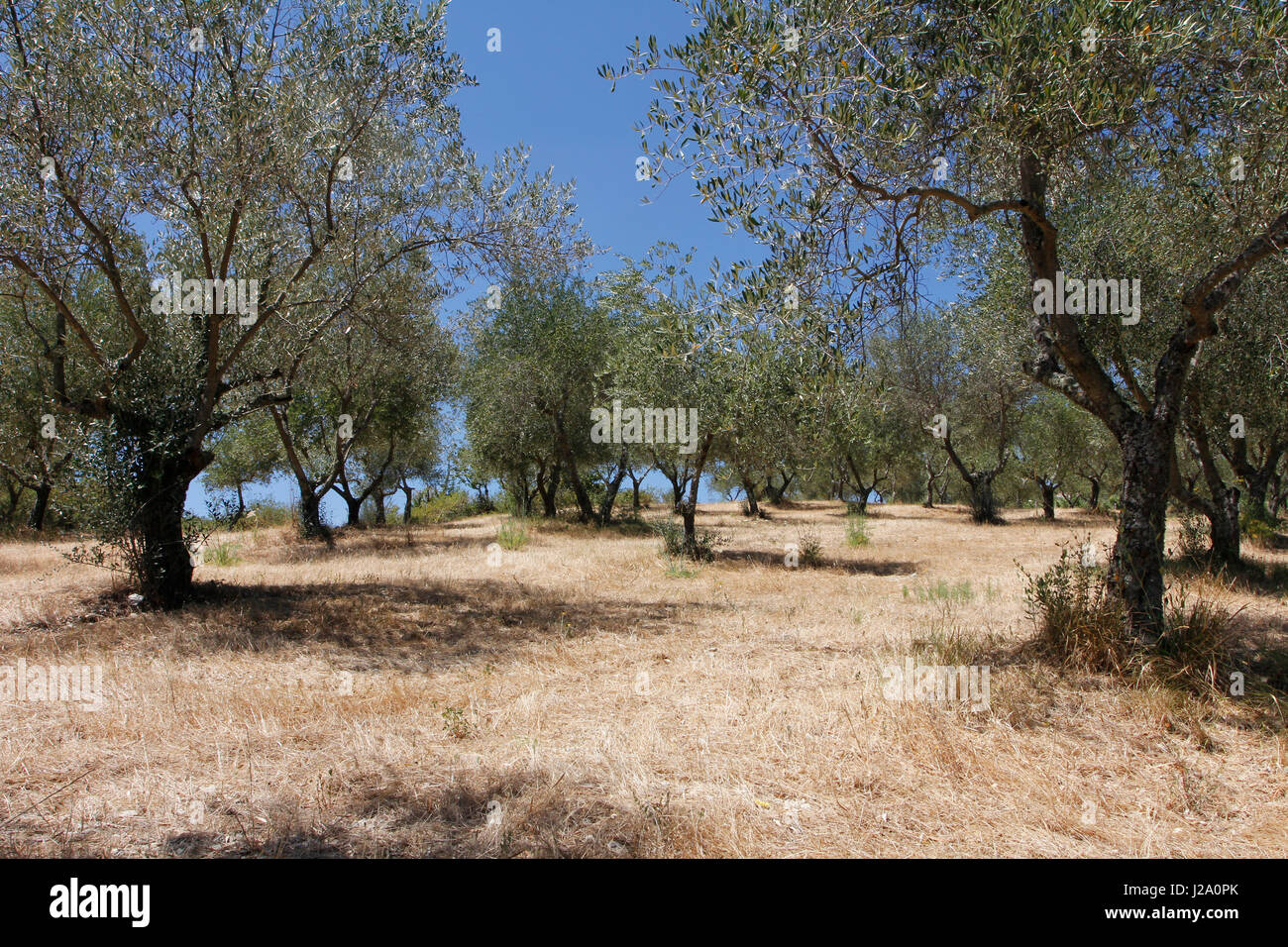a olive orchard in Toscany Stock Photo