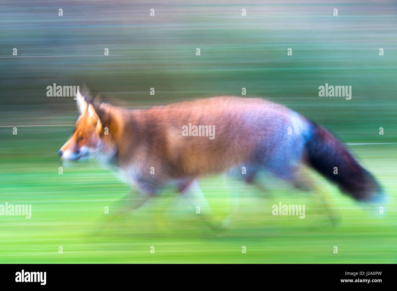 fox in motion Stock Photo