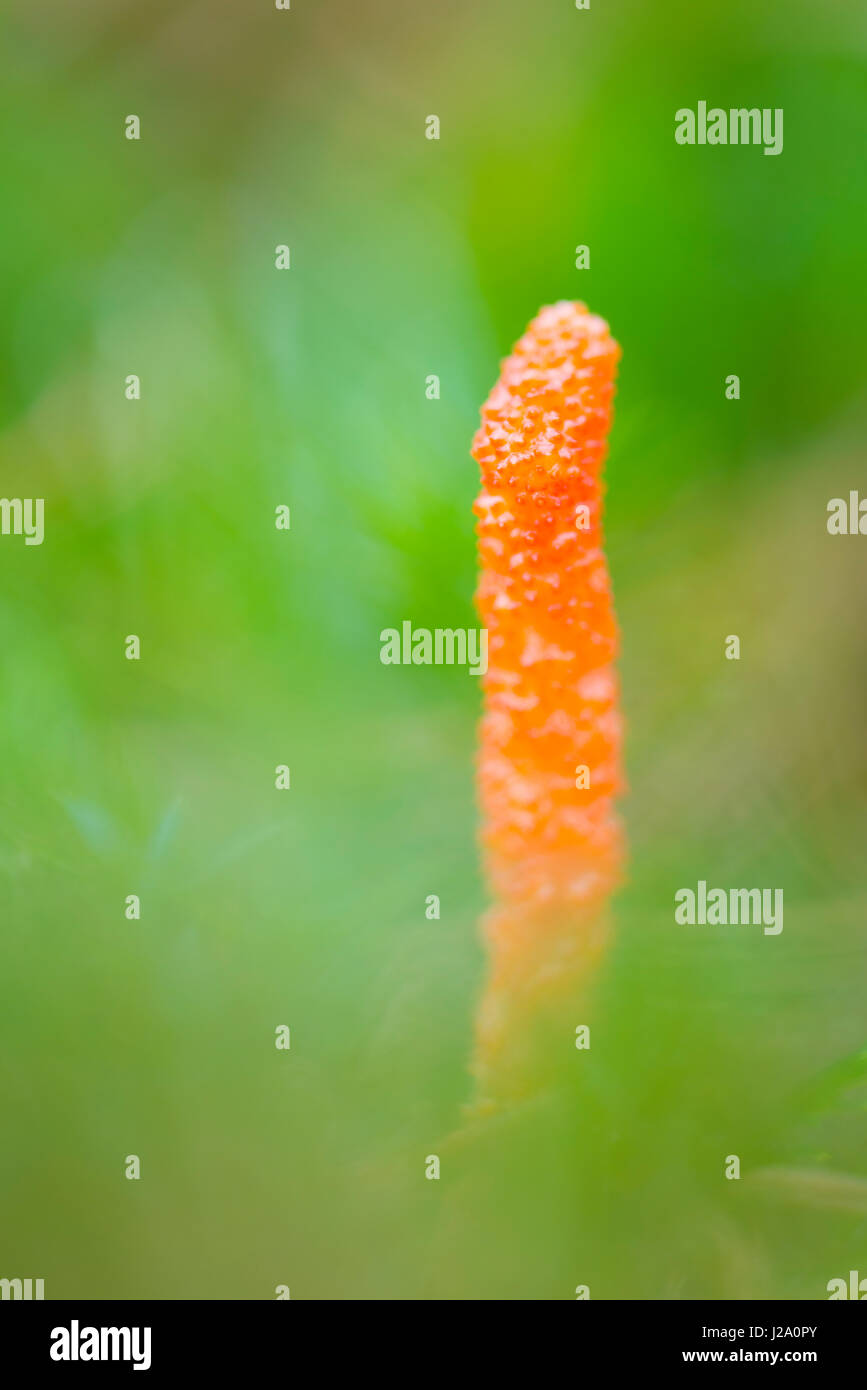 the scarlet caterpillerclub mushroom grows on the buried pupa of butterflies and moths Stock Photo