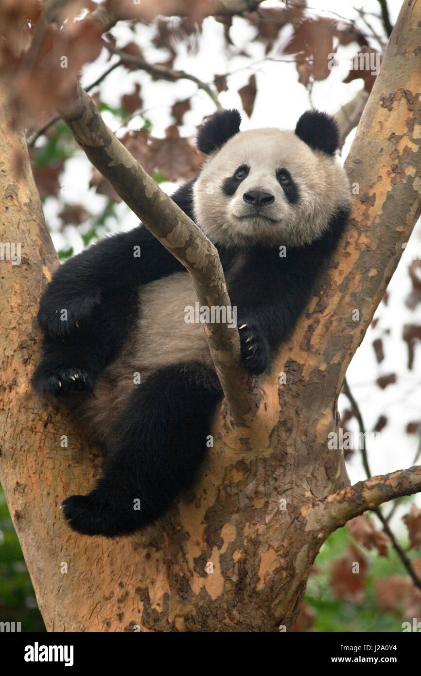 photo of a giant panda in a tree Stock Photo