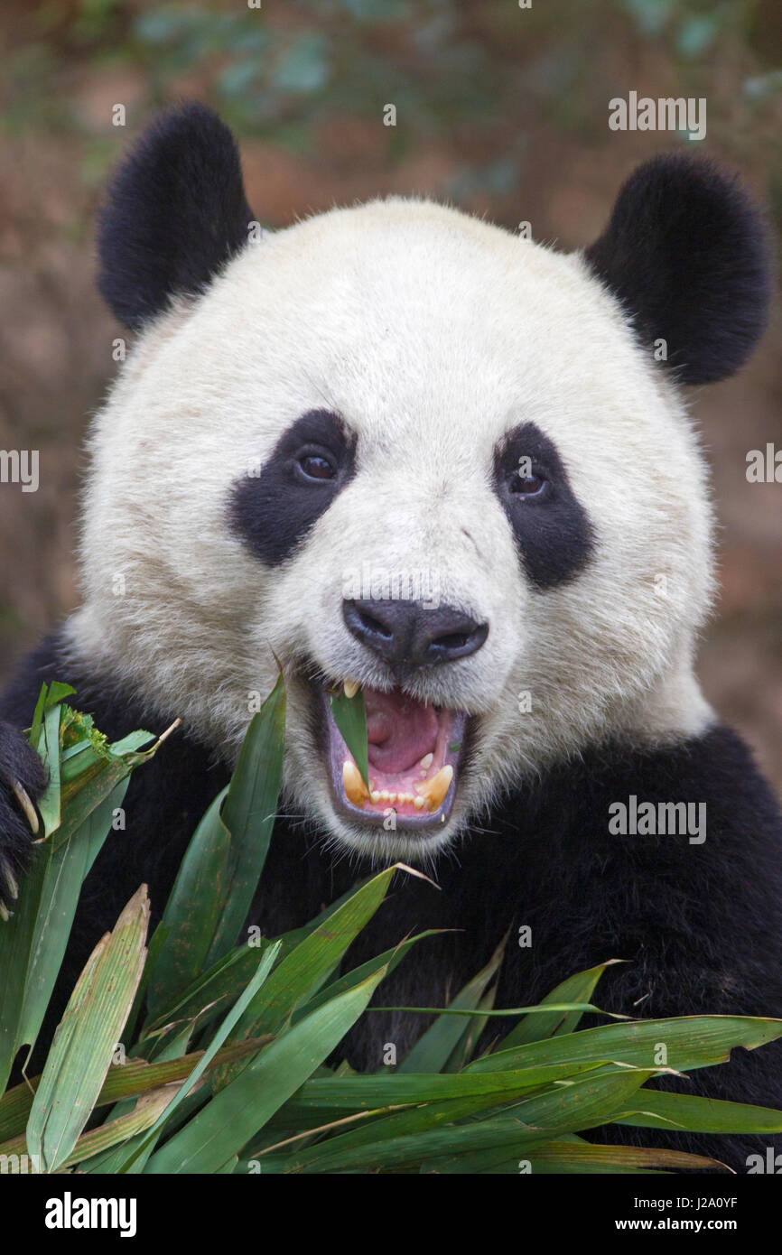 portrait of a giant panda feeding on bamboo Stock Photo