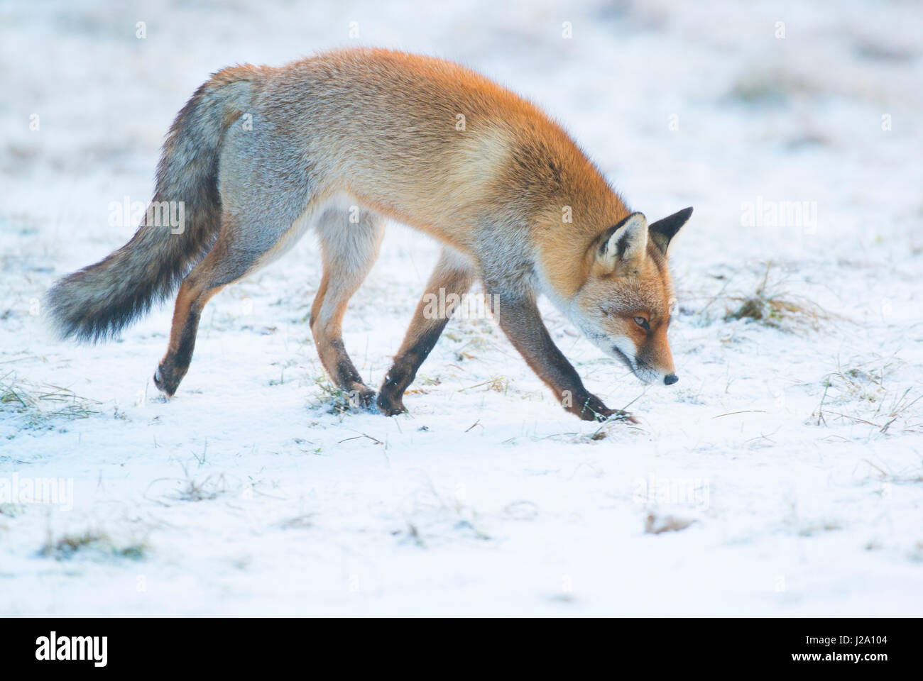 fox in winter Stock Photo
