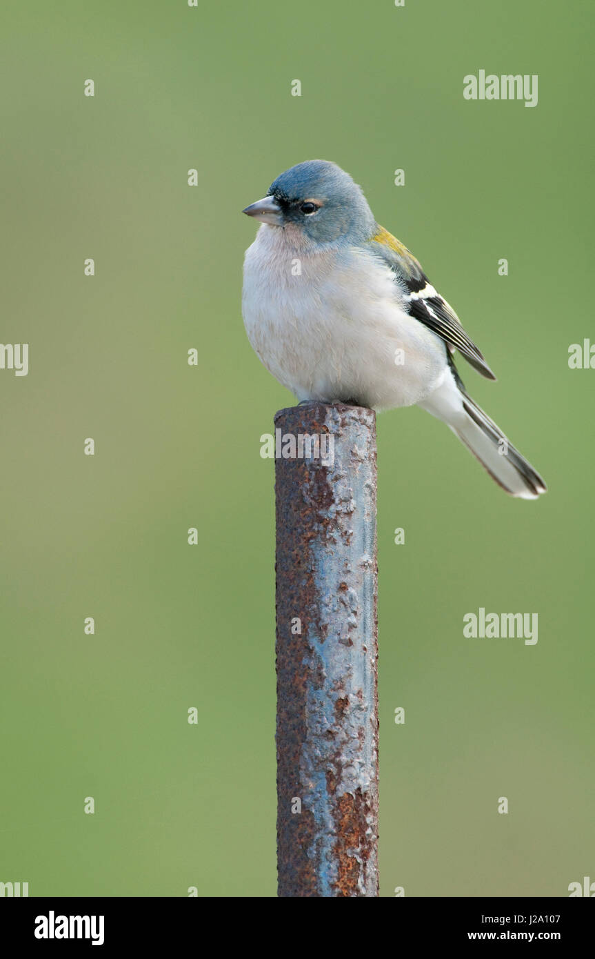 African Chaffinch male Stock Photo