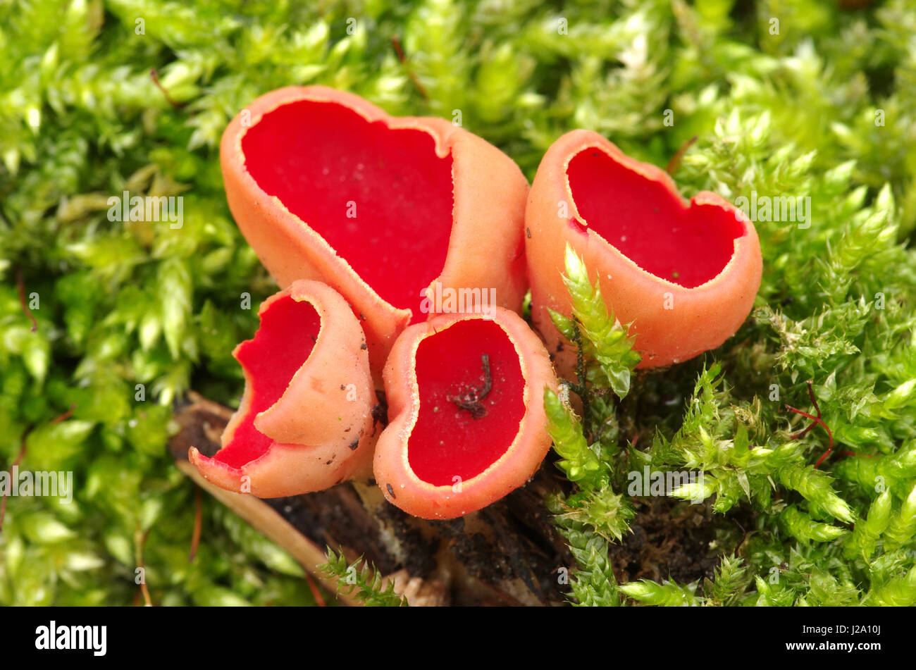Scarlet elf-cup on dead looftak with mosses Stock Photo