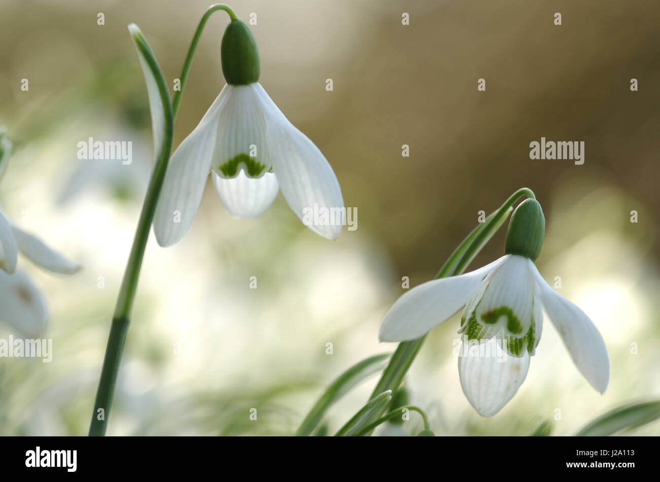 Common Snowdrop with light spots with backlighting Stock Photo