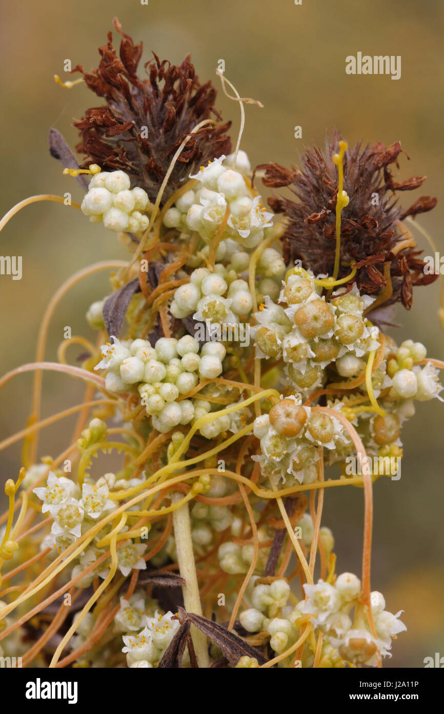 Close-up of the little flowers of the greater dodder. Stock Photo