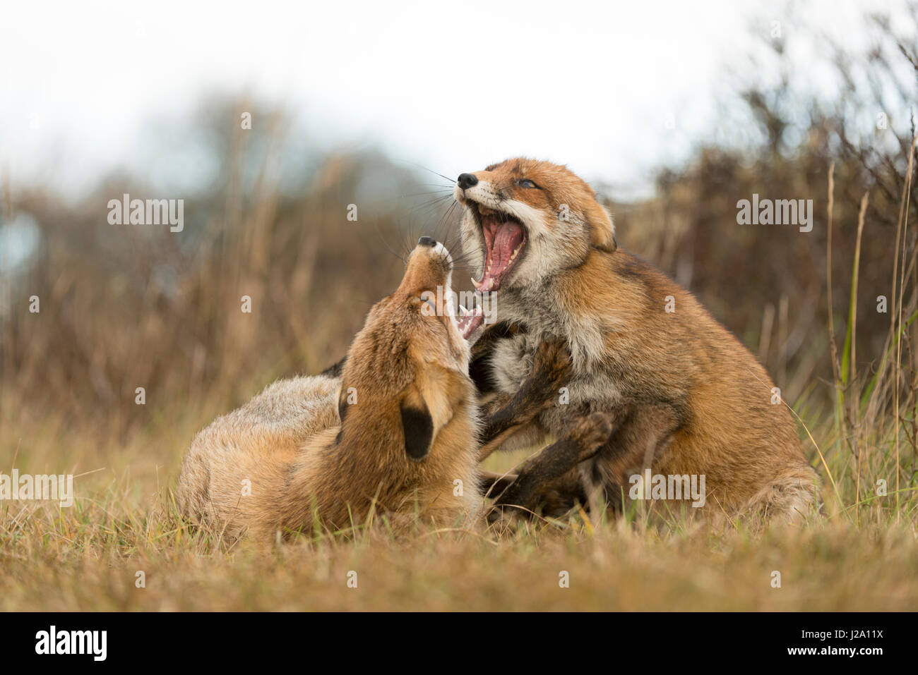 Fighting Red Foxes Stock Photo Alamy