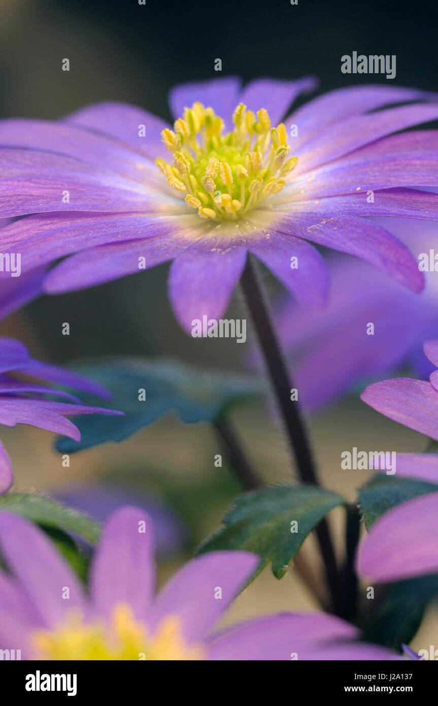 Apennine Windflower flowering Stock Photo
