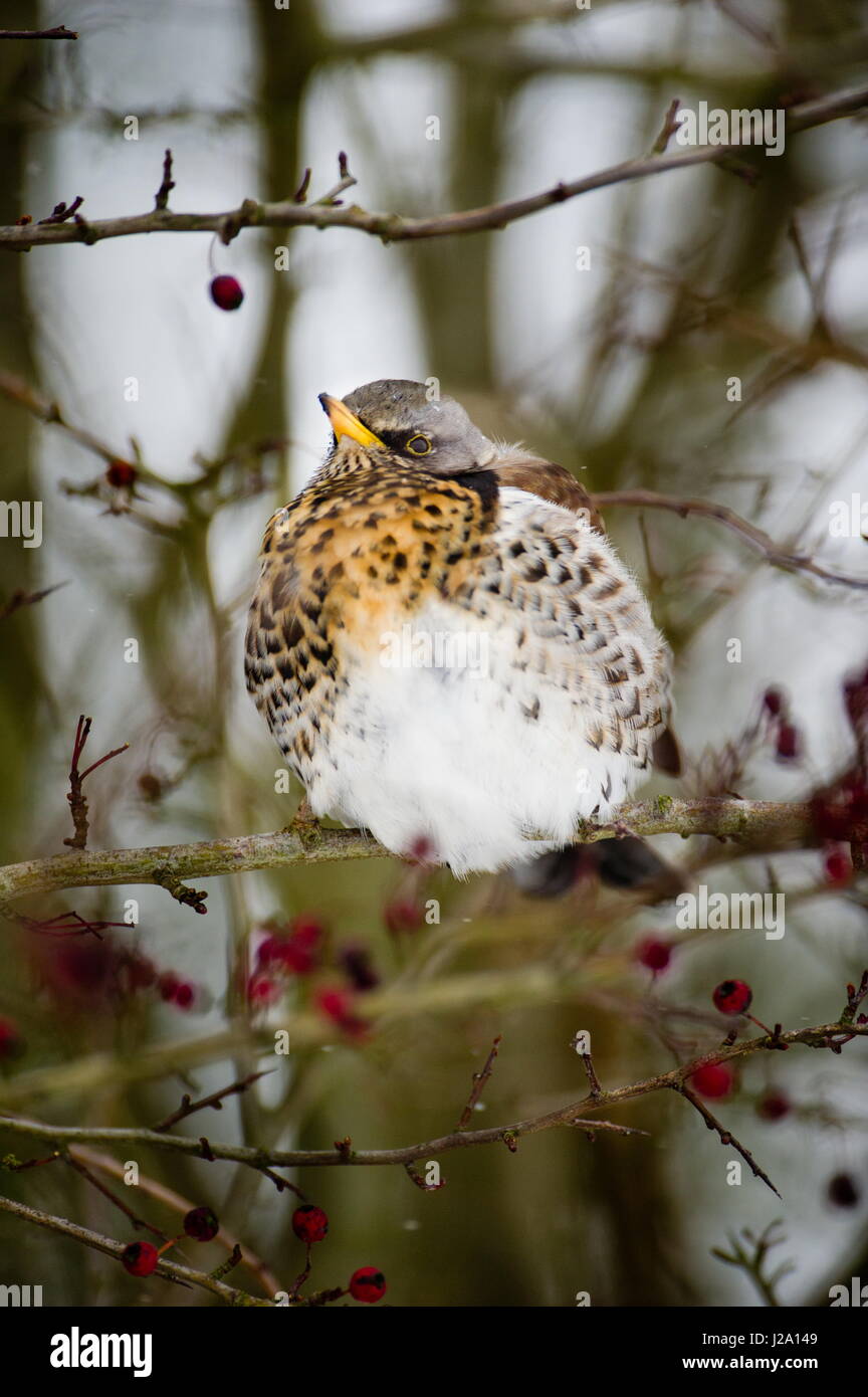 The Fieldfare (Turdus pilaris) is a member of the thrush family Turdidae. It breeds in woodland and scrub in northern Europe and Asia. It is strongly migratory, with many northern birds moving south during the winter. It is a very rare breeder in the British Isles, but winters in large numbers in these countries. Stock Photo