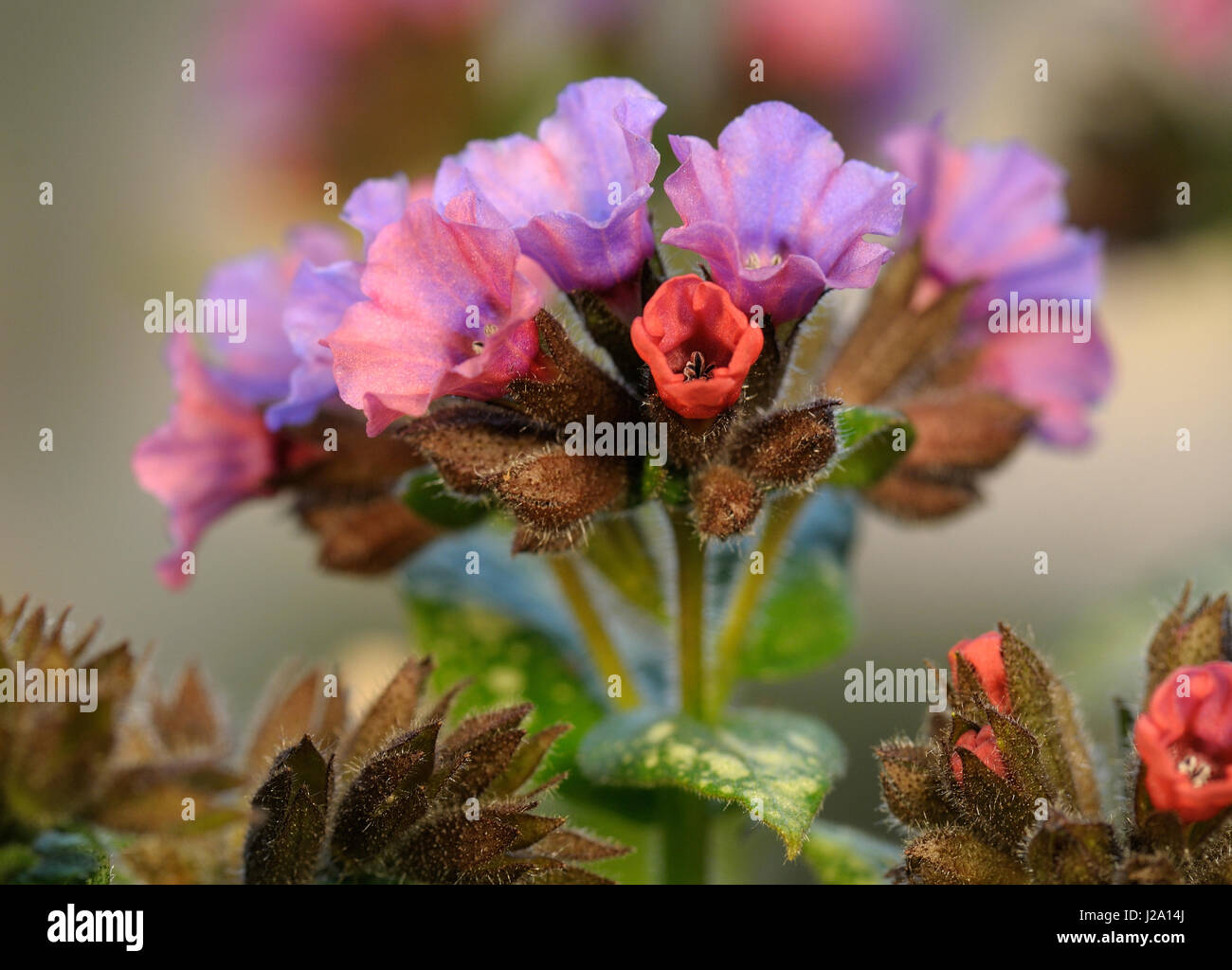 Lungwort flowering Stock Photo