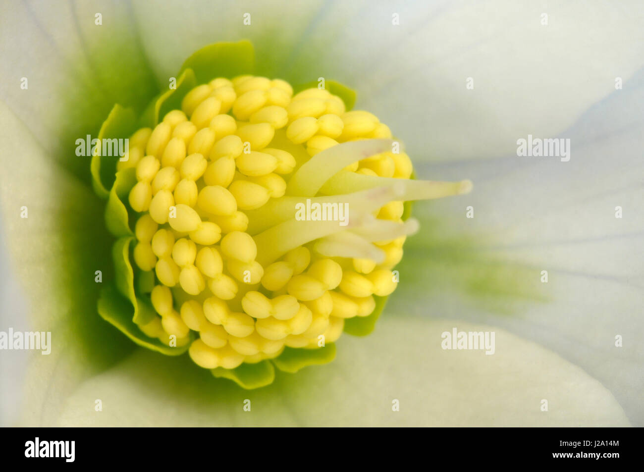 Heart of a Christmas Rose flower in close-up Stock Photo