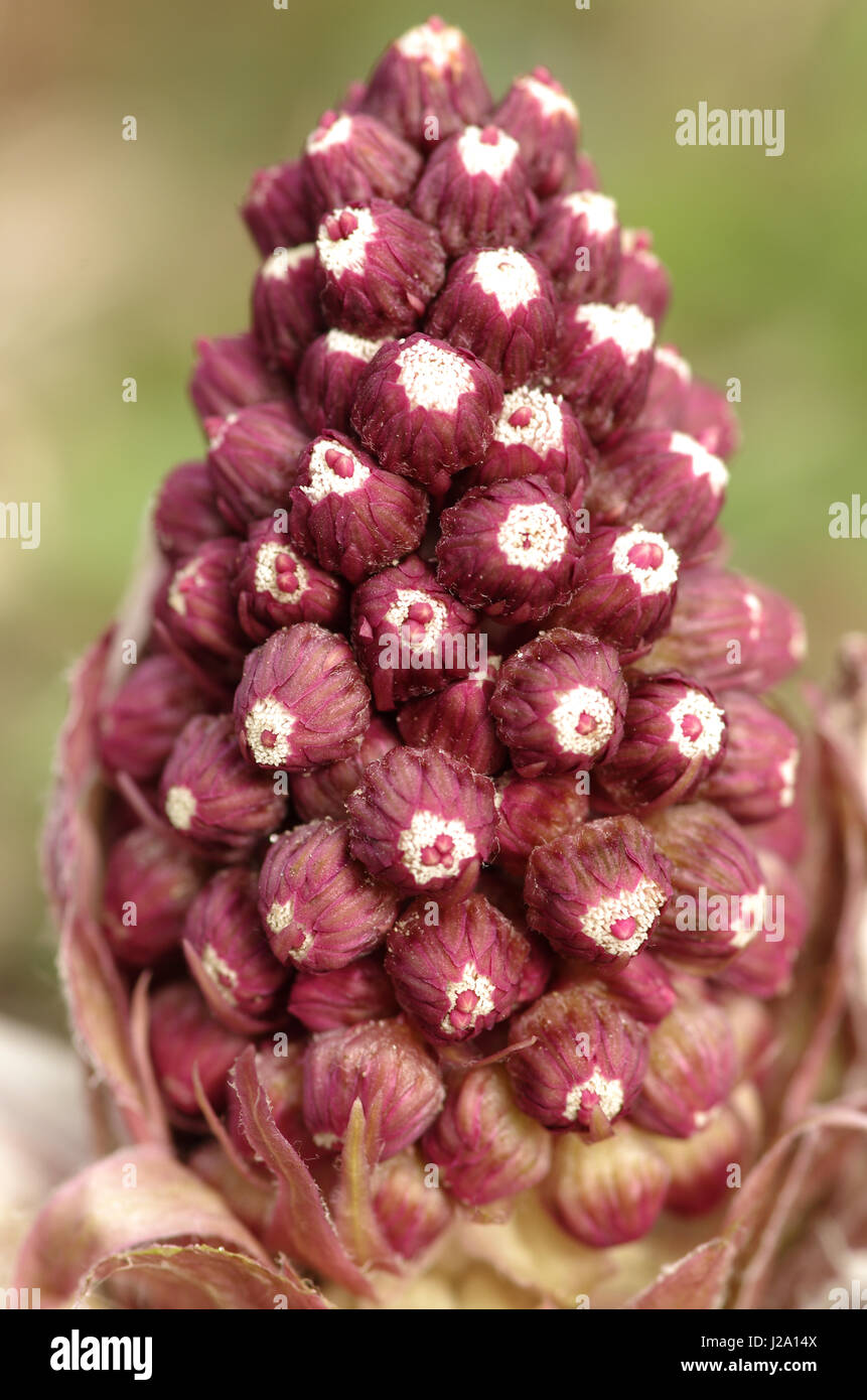 The budding of Common Butterbur Stock Photo