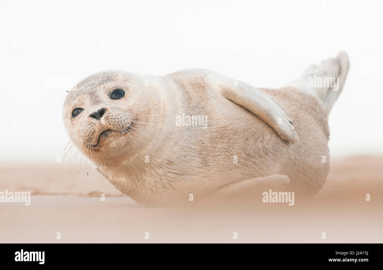 Harbor seal on sand at the beach Stock Photo Alamy