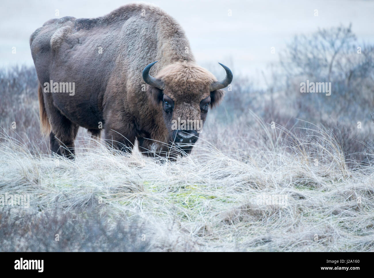 free roaming wild wisent or european bison bull in the dunes as part of a pilotstudy for reintroduction in the Netherlands in the Zuid-Kennermerland National Park Stock Photo