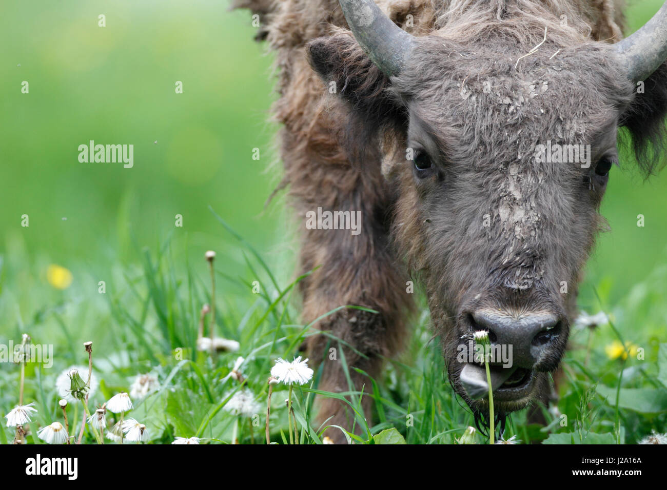 A young European bison is foraging a grassland with timothy-grass, coltsfoot and dandelion Stock Photo